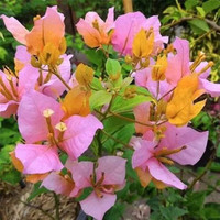 苏跃 【买2送1】三角梅树苗盆栽室内阳台爬藤植物勒杜鹃花苗重瓣大 樱花粉 四年苗(买两颗送一颗)当年开花