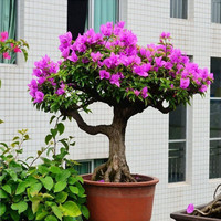 苏跃 【买2送1】三角梅树苗盆栽室内阳台爬藤植物勒杜鹃花苗重瓣大 紫罗兰 八年壮苗(买两颗送一颗)当年开花