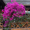 苏跃 【买2送1】三角梅树苗盆栽室内阳台爬藤植物勒杜鹃花苗重瓣大 满天星 六年大苗(买两颗送一颗)当年开花爆满