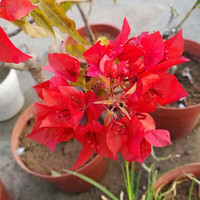 苏跃 【买2送1】三角梅树苗盆栽室内阳台爬藤植物勒杜鹃花苗重瓣大 红红火火 八年壮苗(买两颗送一颗)当年开花