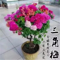 苏跃 【买2送1】三角梅树苗盆栽室内阳台爬藤植物勒杜鹃花苗重瓣大 精品多色B款 十二年优选精品大苗(买两颗送一颗)当年开花