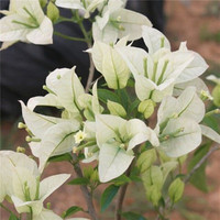 苏跃 【买2送1】三角梅树苗盆栽室内阳台爬藤植物勒杜鹃花苗重瓣大 白雪公主 五年苗(买两颗送一颗)当年开花多多