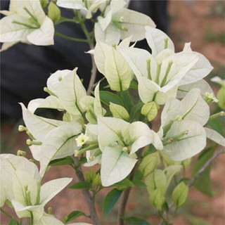 苏跃 【买2送1】三角梅树苗盆栽室内阳台爬藤植物勒杜鹃花苗重瓣大 白雪公主 十年精品大苗(买两颗送一颗)当年开花