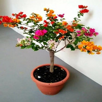 苏跃 【买2送1】三角梅树苗盆栽室内阳台爬藤植物勒杜鹃花苗重瓣大 精品多色D款 五年苗(买两颗送一颗)当年开花多多