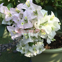 苏跃 【买2送1】三角梅树苗盆栽室内阳台爬藤植物勒杜鹃花苗重瓣大 白色晨曲 四年苗(买两颗送一颗)当年开花