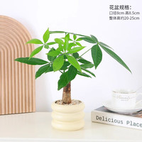 种花迷绿植花卉办公室客厅盆栽摆件简约创意北欧绿植发财树盆栽桌面绿植 发财树+甜甜圈PET树脂盆+托盘+肥料+铺面彩石