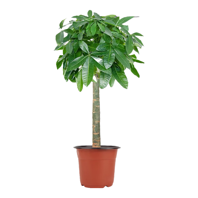 双盟 发财树盆栽  0.9-1米源头直发