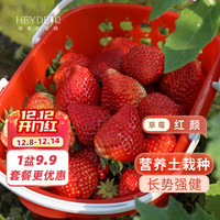 移动端、京东百亿补贴：海蒂的花园 草莓苗盆栽特大号草莓秧阳台种植带盆土好养包存活红颜草莓 红颜（丹东99）15cm盆（带花发货）