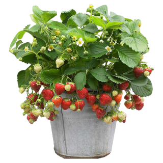 海蒂的花园 草莓苗盆栽特大号草莓秧阳台种植带盆土好养包存活红颜草莓 红颜（丹东99）15cm盆（带花）