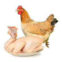 温氏 天露三黄鸡 800g