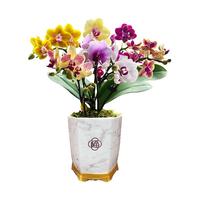 劉閣蘭花刘阁兰花苗 蝴蝶兰盆栽现带花苞室内花卉客厅绿植办公室四季好养 甜心公主不带花,配树脂瓷白盆