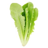 有机汇有机罗马生菜 沙拉凉拌轻食西餐生菜 有机种植无农残 当天采摘 500g