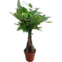 种花迷大型绿植盆栽室内客厅绿植盆栽大绿植商场办公室开业乔迁绿植 辫子发财树50-60厘米 含盆