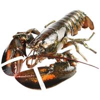 鲜·味·时·刻 波士顿龙虾鲜活大龙虾特大波龙奥龙加拿大澳洲海鲜小青龙