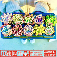 灿阳 多肉植物组合 10颗 室内盆栽