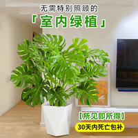 临雅龟背竹水培盆栽室内好养绿植物客厅办公室大型热带北欧风老桩 开背龟背竹1.0-1.3m+钻石树脂盆