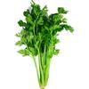 有机西芹 有机汇新鲜蔬菜榨汁西芹炒食食疗山东新鲜采摘无农残