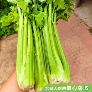 有机西芹 有机汇新鲜蔬菜榨汁西芹炒食食疗山东新鲜采摘无农残