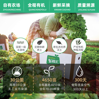 有机西芹 有机汇新鲜蔬菜榨汁西芹炒食食疗山东新鲜采摘无农残
