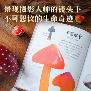《DK奇幻静谧的真菌界》DK珍奇博物馆系列 儿童科普读物