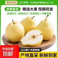京喜加 河北泊头鸭梨 4.5kg