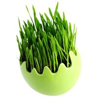 寿禾shouhe 大麦草种子猫草榨汁蔬菜种籽 潍育系列中寿大麦草种子500g