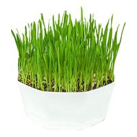 寿禾shouhe 猫草种子土培套装种植盆猫零食草籽 潍丰猫草种植套餐