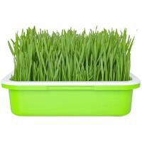 寿禾shouhe 猫草小麦草种子猫零食蔬菜籽 潍育中寿猫草(小麦草)大袋种子500g