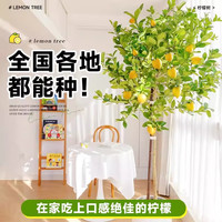 临雅特级柠檬树盆栽带果可食用室内客厅果树绿植南北方种植四季好养活 :营养土6L【只增不卖】