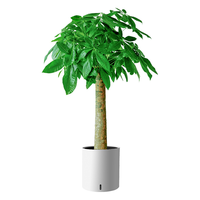 植男植女发财树大棵真盆栽客厅落地室内办公室好养绿植-自吸水盆源头直发