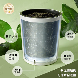 植男植女客厅绿色植物散尾葵大型绿植凤尾竹室内盆栽轻奢夏威夷竹源头直发