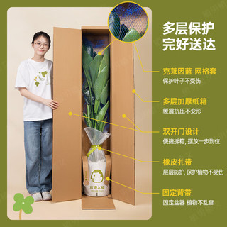 植男植女客厅绿色植物散尾葵大型绿植凤尾竹室内盆栽轻奢夏威夷竹源头直发