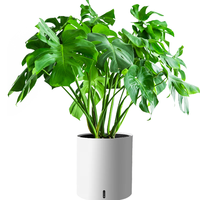 植男植女老桩龟背竹大盆栽客厅室内大型植物真绿植办公室新房好养源头直发