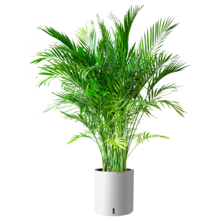 植男植女客厅绿色植物散尾葵大型绿植凤尾竹室内盆栽轻奢夏威夷竹源头直发