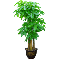 植男植女发财树步步高盆栽客厅室内大型绿色植物办公室乔迁开业源头直发