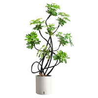 植男植女造型鸭脚木客厅盆栽发财树天堂鸟大型绿植客厅办公室阳台源头直发