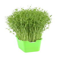 北蔬 专吃豌豆苗种子黄豆芽冬季菜苗种豆得豆 豌豆种子 500g【芽秧菜用】