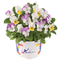 虹越花彩洛可可礼服角堇花苗盆栽阳台皱边德古拉冬季耐寒爆花期长