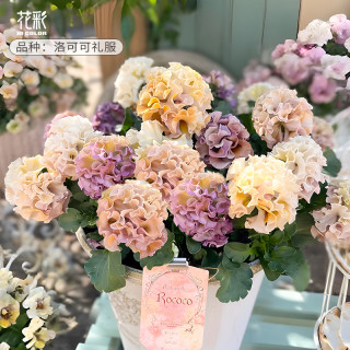 虹越 花彩洛可可礼服角堇花苗盆栽阳台皱边德古拉冬季耐寒爆花期长