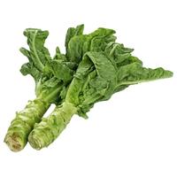 北蔬莴笋种子四季尖叶耐热耐寒蔬菜种籽 北蔬绿莴笋种子10g