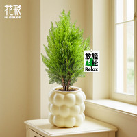 花彩小香松盆栽办公室内桌面四季常绿懒人绿植放青松工位情绪盆景