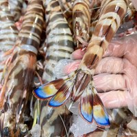 浙奉渔野生斑节虾竹节虾鲜活速冻九节虾海鲜野生基围虾