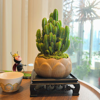 创享绿洲 万重山室内盆栽花盆仙人掌耐旱迷你植物客厅盆景茶室绿植