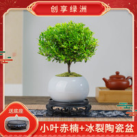 创享绿洲 小叶赤楠客厅盆景基地直发盆栽办公室内茶室绿植摆件花卉茶室盆景