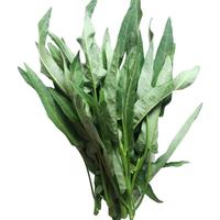 绿源禾心 绿源禾心 有机空心菜 约250g 新鲜蔬菜 250g