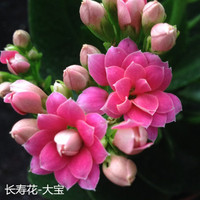 家中有果长寿花重瓣花卉盆栽四季观花植物 四季开花盆栽带花苞 深粉色大宝带花苞 不含盆