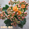 家中有果长寿花重瓣花卉盆栽四季观花植物 四季开花盆栽带花苞 桔色 带花苞 含盆带盆栽好