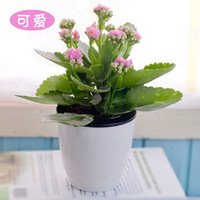 家中有果长寿花重瓣花卉盆栽四季观花植物 四季开花盆栽带花苞 粉红色 带花苞 含盆带盆栽好