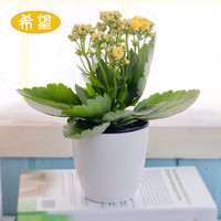 家中有果长寿花重瓣花卉盆栽四季观花植物 四季开花盆栽带花苞 黄色带花苞 不含盆