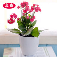 家中有果长寿花重瓣花卉盆栽四季观花植物 四季开花盆栽带花苞 西瓜红 带花苞 含盆带盆栽好